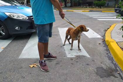 Dos perros cayeron en una alcantarilla en Mataderos, en Chamical y Basualdo