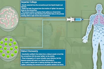 Los mejores laboratorios del mundo avanzan en las vacunas, a la par de otros estudios sobre inmunidad y sobre los mejores tratamientos