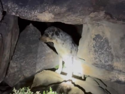 Dos rescatistas utilizaron linternas para divisar la presencia de un animal perdido en un desierto