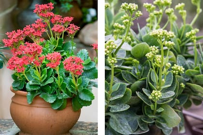Dos variantes de las Kalanchoe, que en otoño están llenos de hojas nuevas, creciendo en altura y en general mucho más lindos durante esta estación.