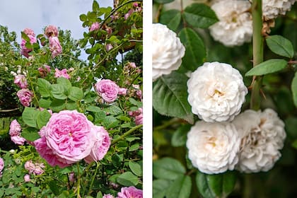 Dos variedades: ‘Gaspard Monge’, rosa antigua centifolia, de exquisito color rosa con tintes malvas, fuerte fragancia y de única floración a fin de verano. Y ‘Felicité et Perpétue’, rosa antigua, híbrido de Sempervirens. Capaz de cubrir un arco con sus flores en ramilletes de color rosa pálido que viran delicadamente al blanco.