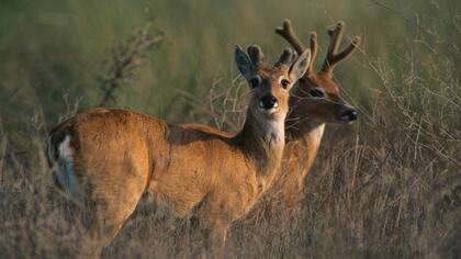 Dos venados de las Pampas