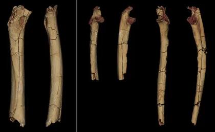 Dos vistas del fémur (izquierda) y de los cúbitos del antebrazo del Sahelanthropus tchadensis descubiertos en 2001