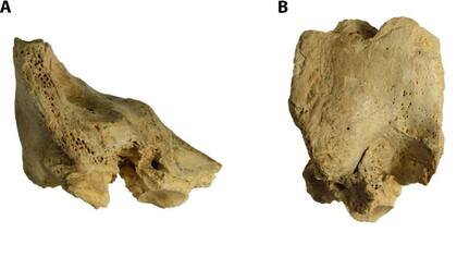 Dos vistas del modelo 3D del fósil original.