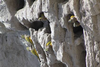 Los loros de El Cóndor conforman una gran colonia, pero el avance de construcciones, autos y cultivos intensivos en la zona podría comprometer su supervivencia