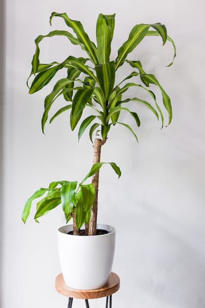 Dracaena fragrans es una de las plantas ornamentales más utilizadas en Argentina por su atractivo follaje
