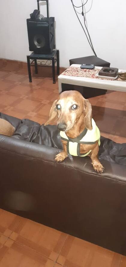 Dracko uno de los tres perros rescatados