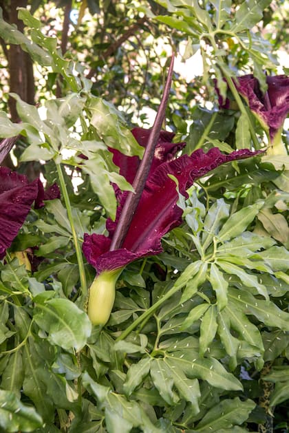 Dracunculus vulgaris, oscura, intensa y con un aroma fuera de lo común