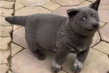 Dúi en español quiere decir Mapache