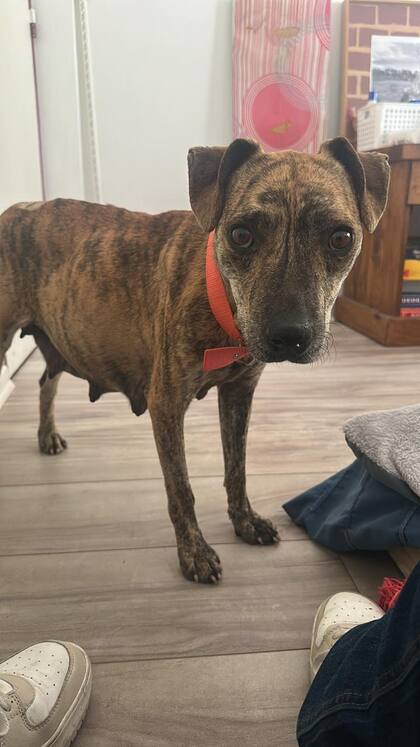 Dulce estaba cursando un cuadro de anemia severa.