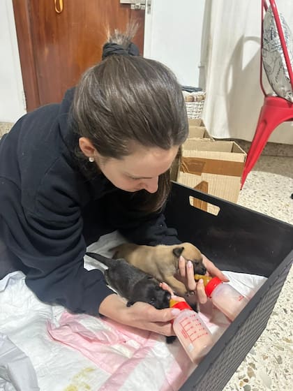 Dulce había sido diagnosticada con ehrlichiosis, una enfermedad transmitida por las garrapatas.