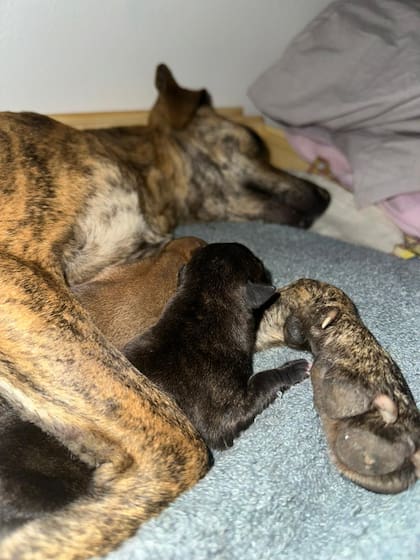 Dulce no reconocía ni amamantaba a los cachorros que habían sobrevivido.