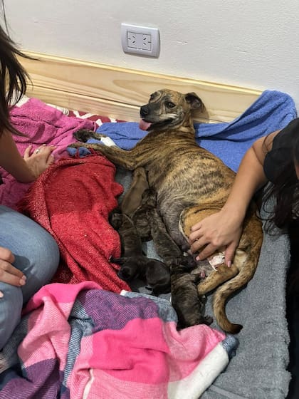 Dulce tuvo seis cachorros, pero dos no pasaron la primera noche.