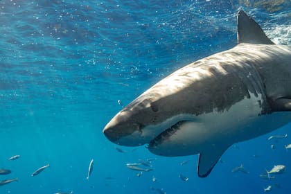 Durante 2022, hubo solo cinco muertes por ataques de tiburones.