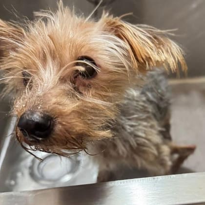 Durante años, Apple había soportado las consecuencias de la crueldad y la falta de los cuidados mínimos