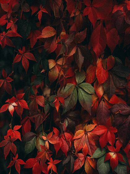 Durante años se utilizó esta planta para disminuir el estrés, combatir la ansiedad y evitar el insomnio (Foto de carácter ilustrativo: PEXELS)