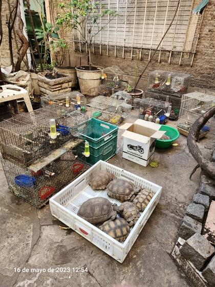Durante el allanamiento en 2023, además de los 14 canarios rescataron tortugas, consideradas fauna silvestre