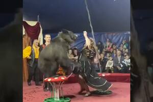 El estremecedor instante en que un oso de circo atacó a su domadora