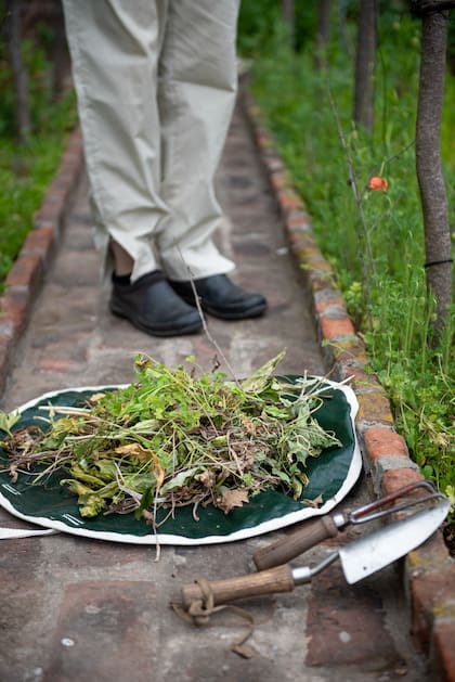 Durante el luna llena es un buen momento para cosechar plantas que están listas, así como para podar