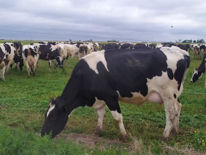 Durante el período comprendido entre enero y diciembre de 2025, la producción mundial de leche registró un incremento promedio del 2,25% manteniendo la tendencia alcista de los últimos años