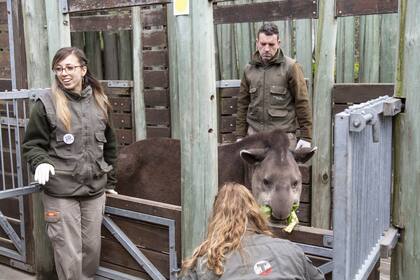 Durante el proceso de vacunación de los tapires que viven en el zoológico, sus cuidadores los premian con verduras y les rascan el pelaje. "Lo que más relaja a los tapires es que los rasquen", explica una de ellos.