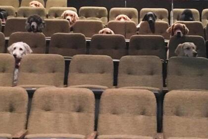 Durante el receso de la función, los perros aprovecharon para salir e ir al baño