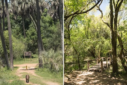 Durante el recorrido por el parque, es posible cruzarse con carpinchos confianzudos y avistar gran variedad de aves silvestres.