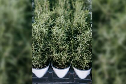 Durante el Renacimiento se usó el romero para elaborar el "agua de la reina de Hungría", un tónico rejuvenecedor (Foto Pexels)