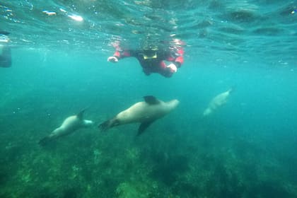 Durante el snorkeling, los lobitos se acercan amistosos
