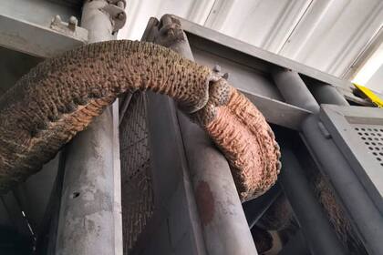 Durante el traslado, madre e hija buscaron mantenerse en contacto y conmovieron a los testigos