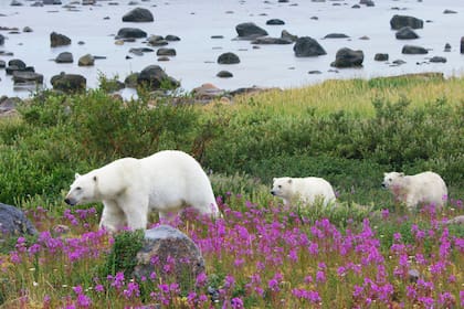 Durante el verano, sin hielo para poder cazar, los osos polares están restringidos a las costas de la Bahía de Hudson en Canadá