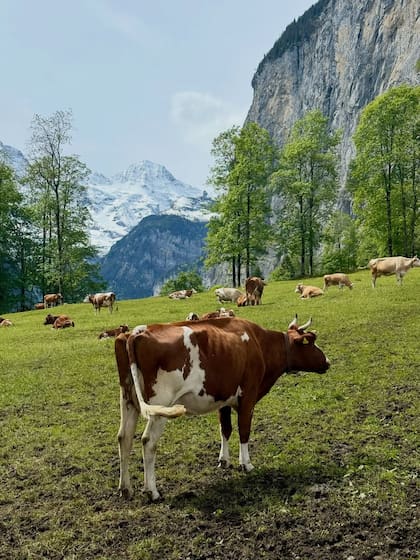 Durante el viaje, estuvieron rodeados de naturaleza y en contacto con los animales (Foto: Instagram @jmena)