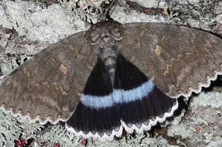 Sorpresa: encontraron en Chernobyl una extraña mariposa del tamaño de un pájaro
