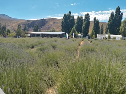 Durante este fin de semana, en Villa Llanquín se realizará el Primer Festival Cosecha de la Lavanda