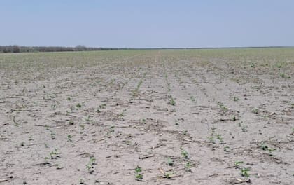 Durante la actual campaña, el siniestro fue por las fuertes lluvias del 20 de octubre, donde cayeron de 150 mm a 200 mm en poco tiempo que produjeron anegamientos dentro del lote, sobre todo en las partes más bajas. Se vieron afectadas unas 60 hectáreas, hicimos uso del programa de Siembra Protegida y tuvimos una rápida asistencia”, describió Carrera