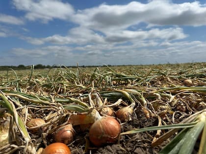 Durante la actual temporada existen alrededor de 8000 hectáreas de cebolla implantadas en la provincia, localizadas en su mayoría en el Valle Inferior, el Valle de Conesa y el Valle Medio