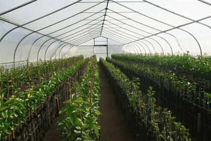 Durante la cosecha, que se extiende desde marzo hasta octubre, reciben unas 1600 toneladas de fruta fresca por día entre la planta de empaque y la de jugos y aceites