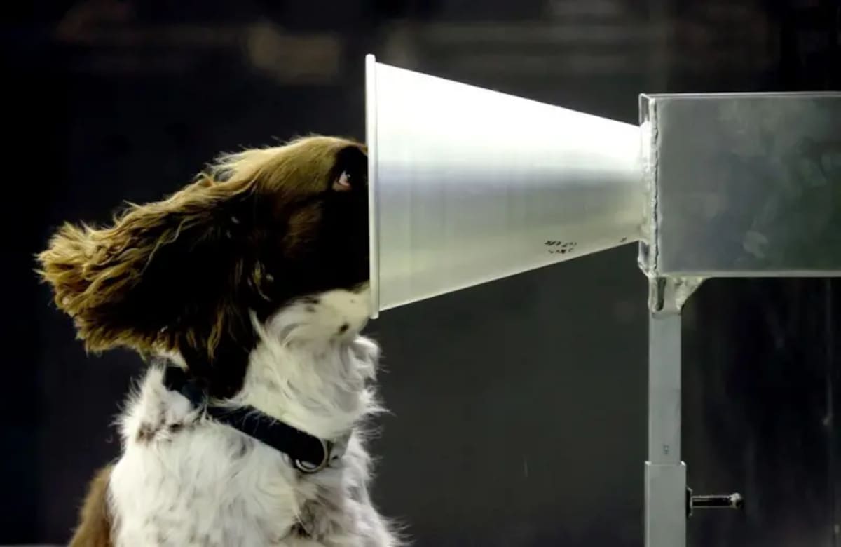 Melhor que um robô. animais incríveis que fazem o trabalho que a tecnologia ainda não consegue resolver Melhor que um robô. animais incríveis que fazem o trabalho que a tecnologia ainda não consegue resolver