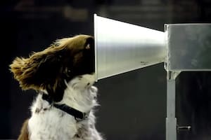 Los increíbles animales que hacen el trabajo que la tecnología aún no puede resolver