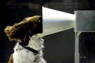 Los increíbles animales que hacen el trabajo que la tecnología aún no puede resolver