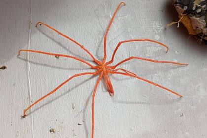 Durante la expedición en las aguas de las islas Aleutianas, frente a Alaska, encontraron también una gran araña de mar de color naranja con patas muy largas, conocida como Colossendeis. Captura Twitter @sarahtfried
