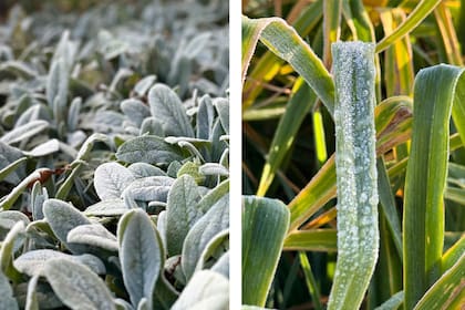 “Durante la helada se forman cristales de hielo en el exterior, que se adhieren sobre las superficies de plantas y objetos”, explica la Ingeniera Agrónoma Virginia Carbonelli.