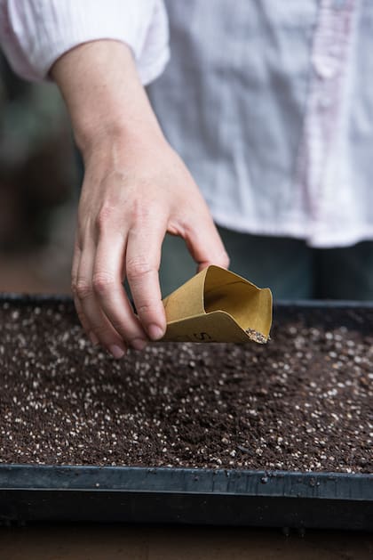Durante la luna nueva, se cree que la savia de las plantas se concentra en las raíces, por eso es buen momento para sembrar