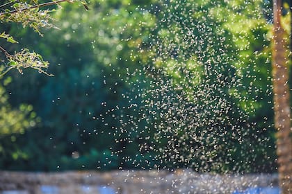Durante la temporada 2023-2024 fueron frecuentes las "mosquitadas"