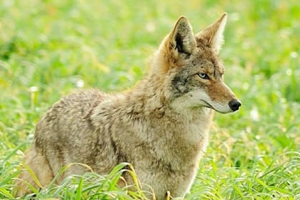 Durante la temporada alta de reproducción de coyotes los residentes de California los encuentran en las calles o en sus casas (Archivo)