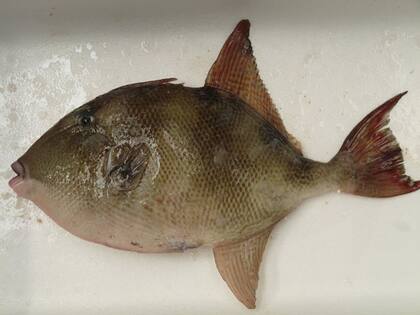 Durante la temporada de desove de la corvina negra o pez tambor, el animal produce un extraño ruido que es captado por el oído humano