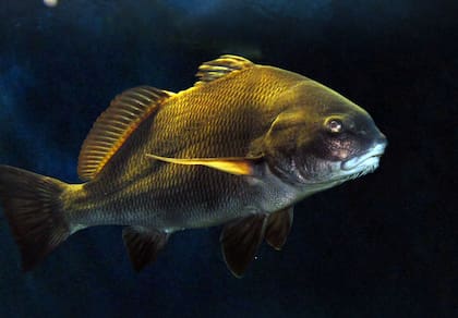 Durante la temporada de desove de la corvina negra o pez tambor, el animal produce un extraño ruido que es captado por el oído humano