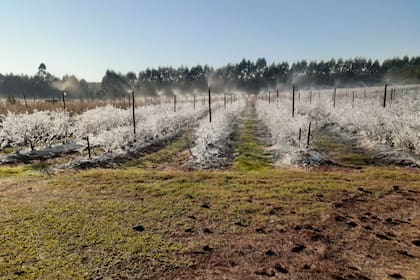 Durante los inviernos, los cuidados se intensifican porque las heladas pueden causar una pérdida total. En las noches frías se riega por aspersión a las plantas para mitigar el daño