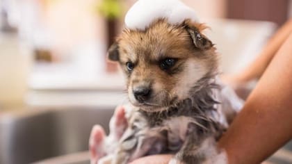 Durante los meses fríos, es aconsejable espaciar más los baños para no desgastar la capa de grasa natural que protege la piel de tu mascota (iStock)