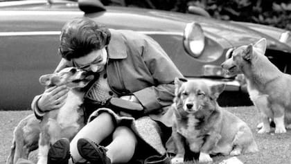 Durante muchas décadas, los corgi fueron los compañeros infalibles para Isabel II (Crédito: AFP)